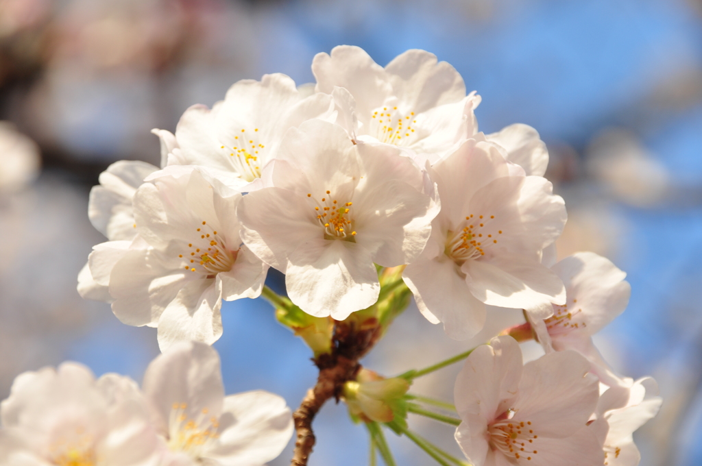 大岡川　桜三昧　#4
