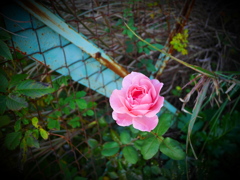 薔薇と鉄柵、ふたたび。