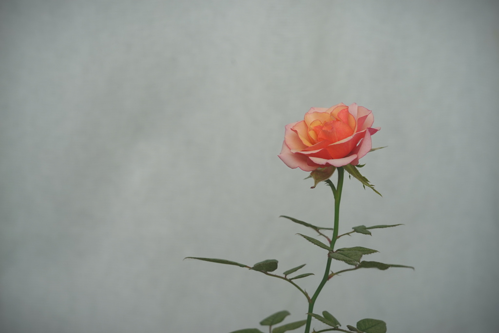 薔薇