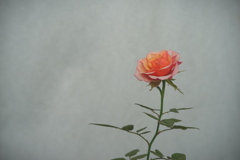 薔薇