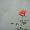 薔薇