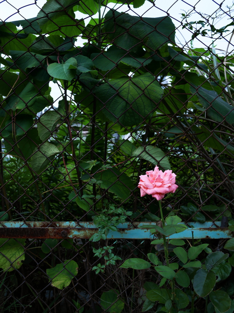 薔薇と鉄柵。