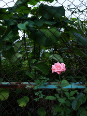 薔薇と鉄柵。