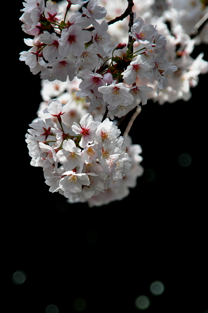 大岡川　桜三昧　#6