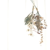 dry flower