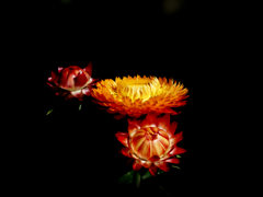 Strawflower #2