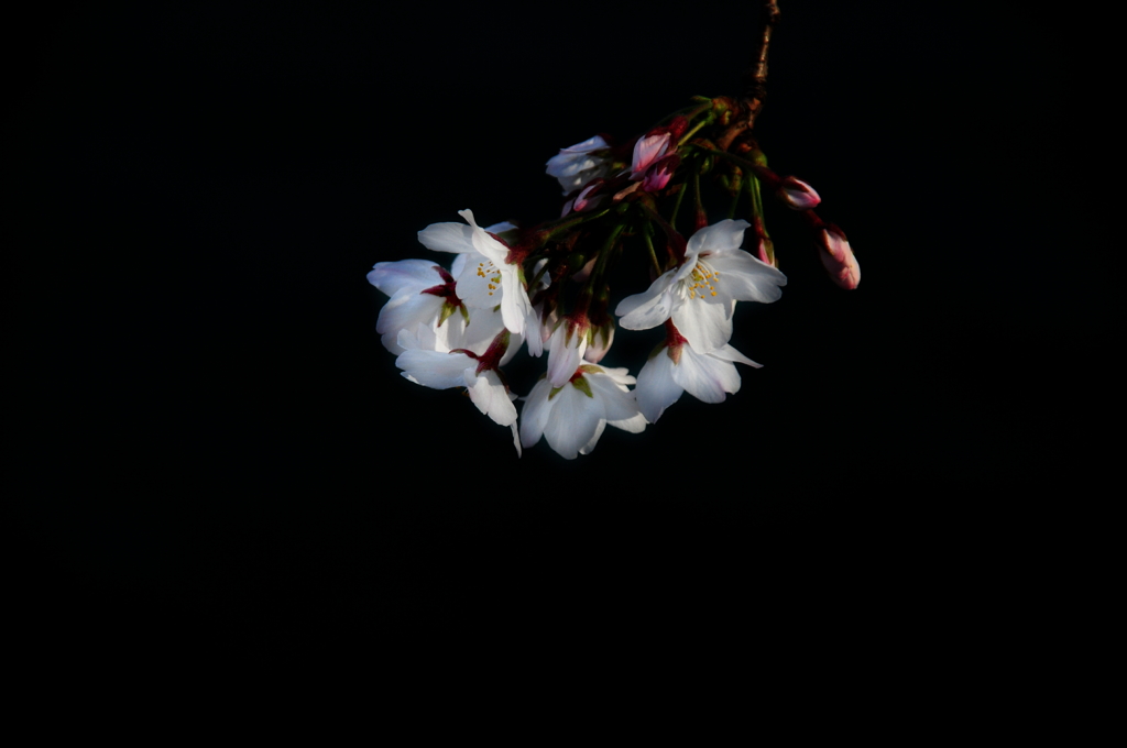 大岡川　桜三昧　#8