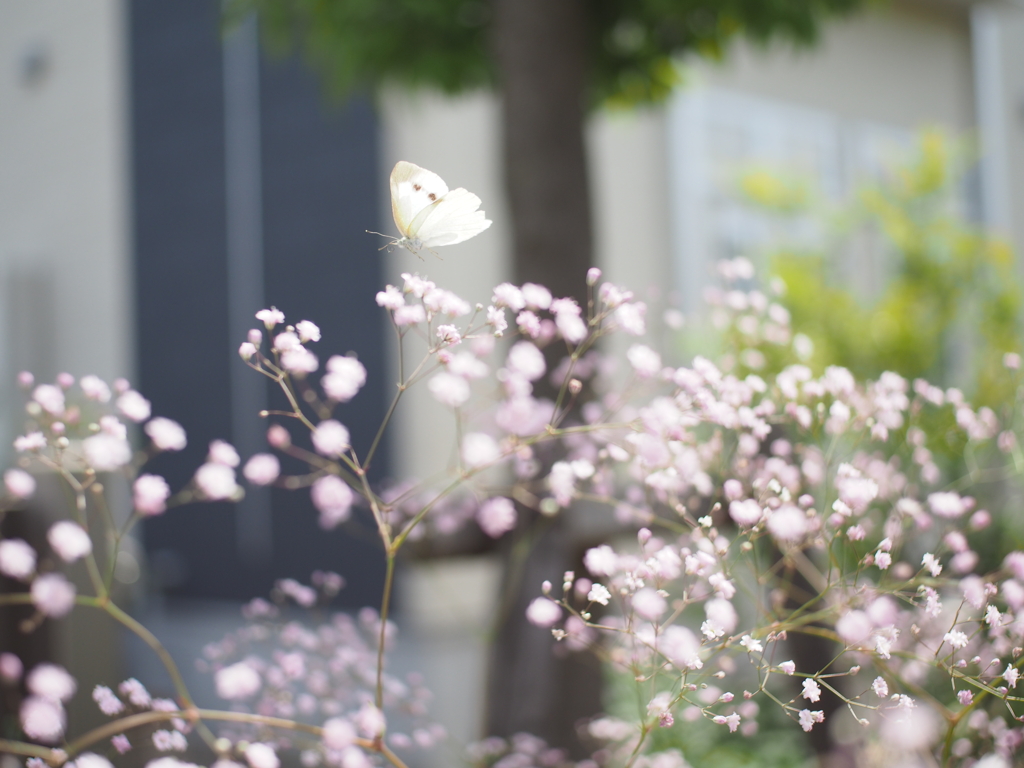 ふわり