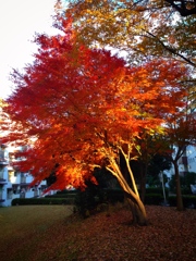 団地の紅葉