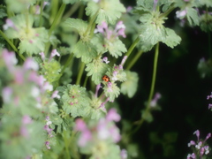 Ladybug