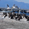 ヨットハーバーのシェアハウス【江の島にて】