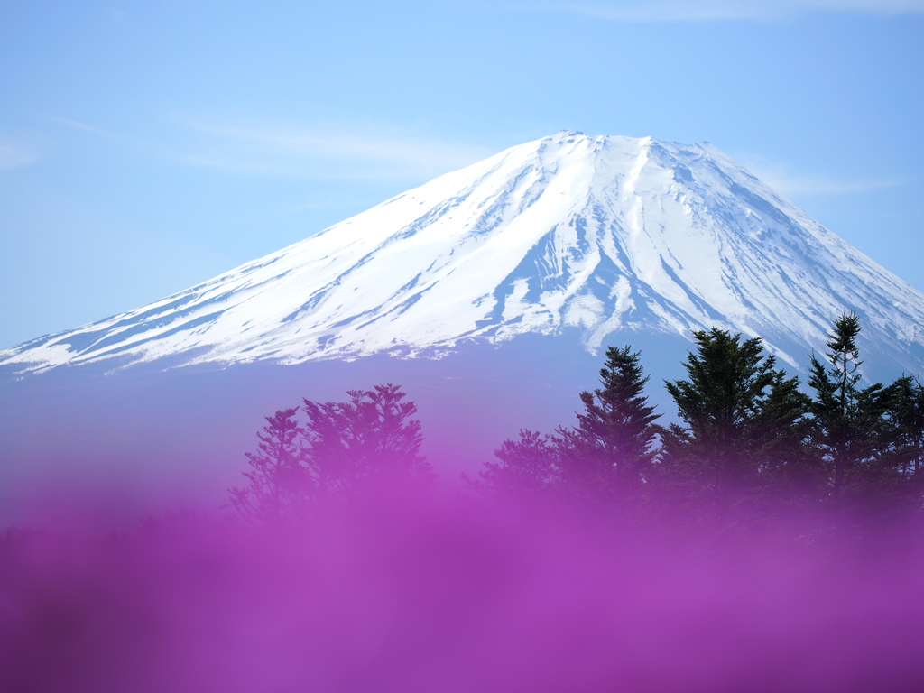 本栖湖にて（富士山~芝桜を添えて~）　