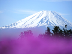 本栖湖にて（富士山~芝桜を添えて~）　