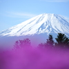 本栖湖にて（富士山~芝桜を添えて~）　