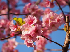 2016/02/21河津桜まつり