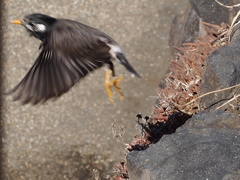フォーカスを感じて飛び立つ【江の島】