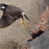 フォーカスを感じて飛び立つ【江の島】