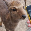 まんぷく顔のまんぷ君【広島県は宮島にて】