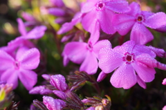 はじめての本栖湖芝桜