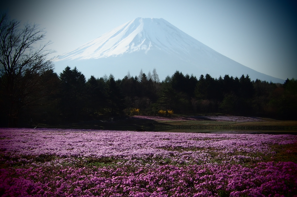 はじめての本栖湖芝桜とふじやま