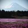 はじめての本栖湖芝桜とふじやま