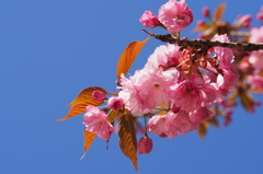 はじめての河津桜