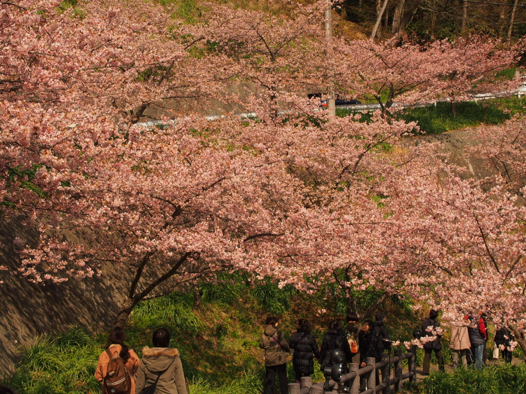 南房総の河津桜(20180224)