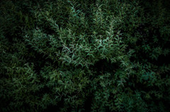 草