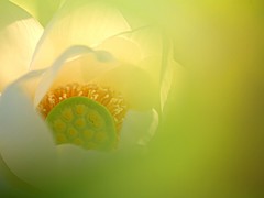 花はす