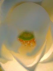 花はす