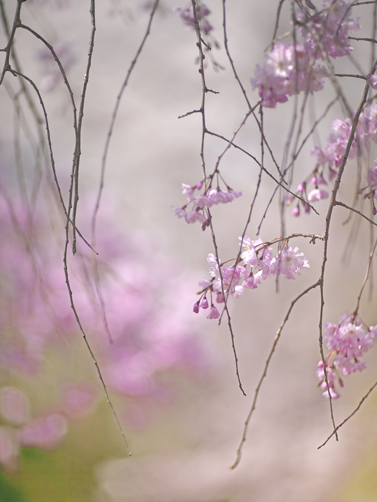 しだれ桜