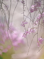 しだれ桜