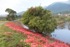 津屋川の彼岸花