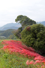 津屋川の彼岸花