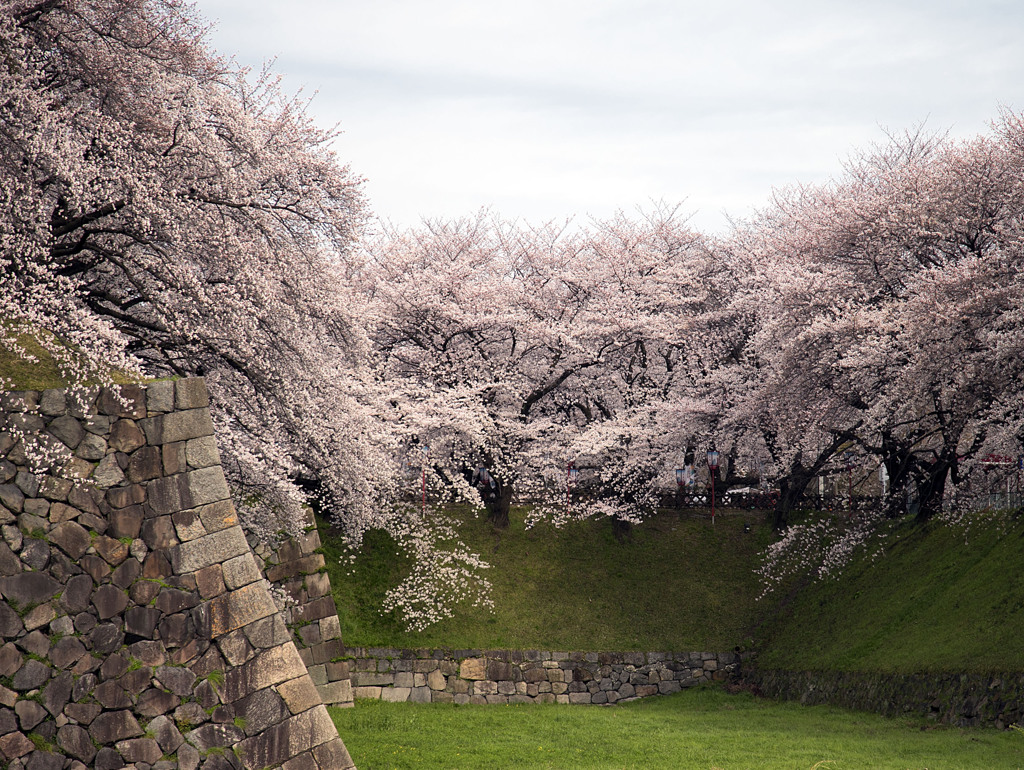 石垣も桜で覆い尽くされそう。