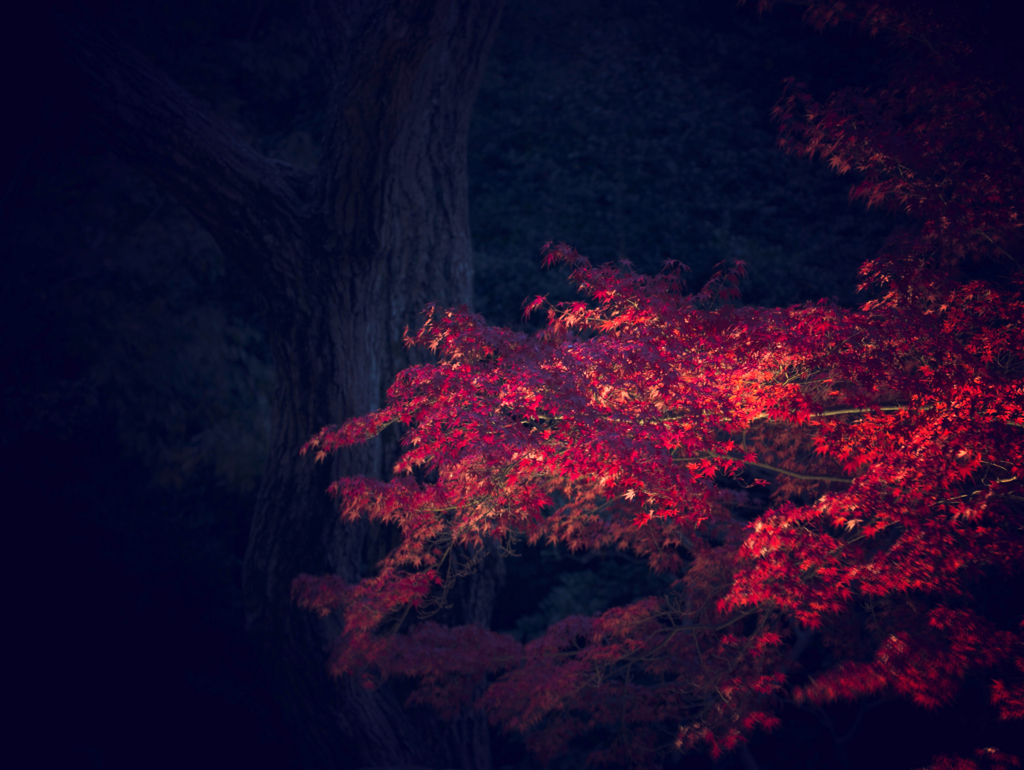 東山植物園紅葉ライトアップ