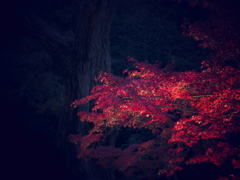 東山植物園紅葉ライトアップ