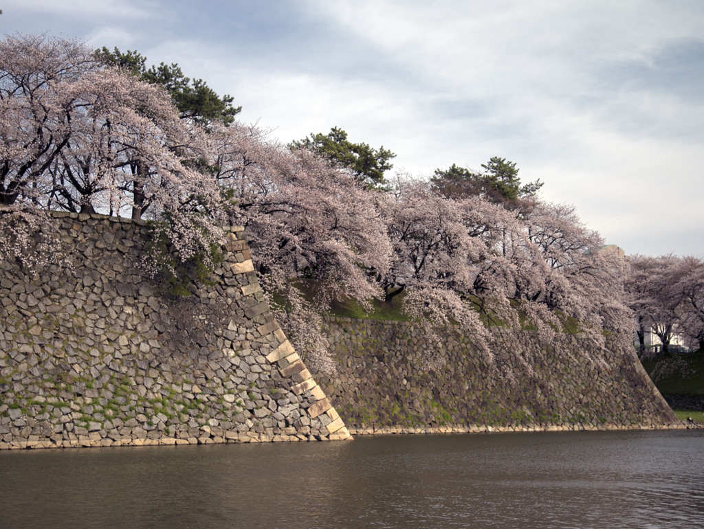 名古屋城も満開