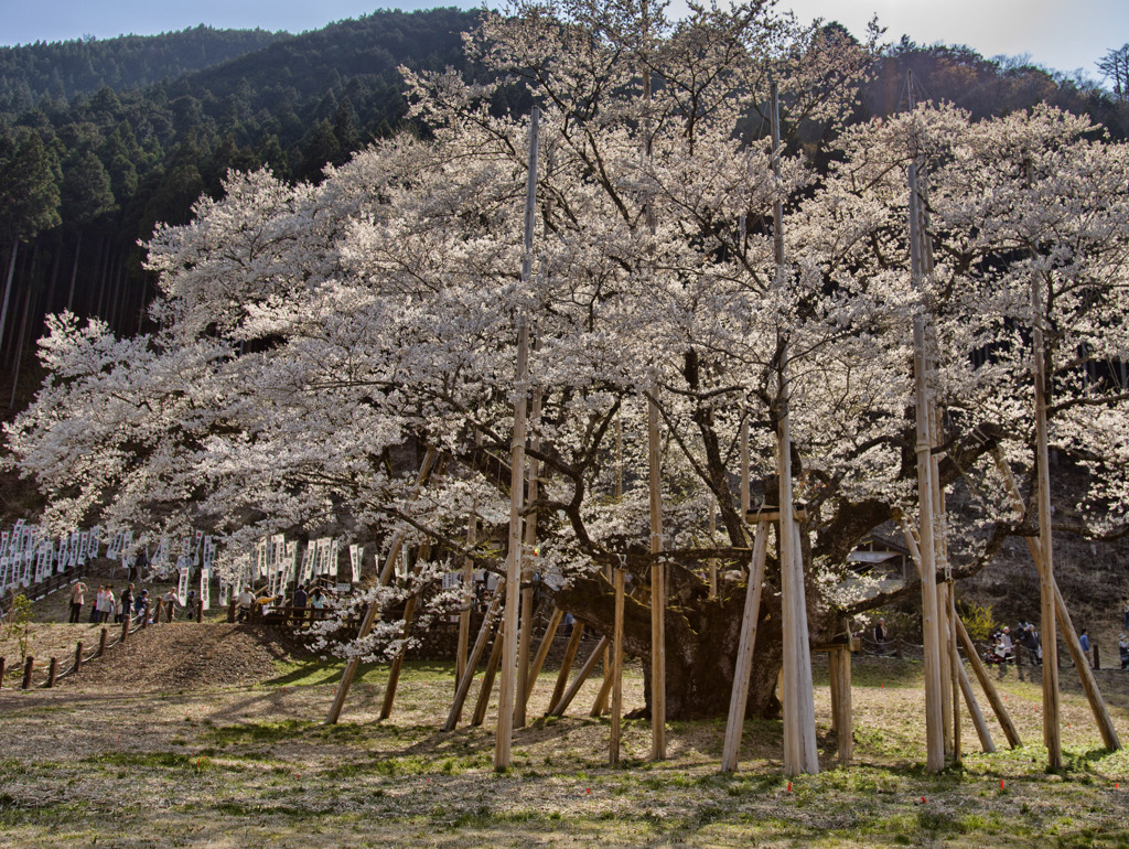 根尾谷薄墨桜