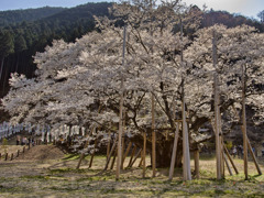 根尾谷薄墨桜