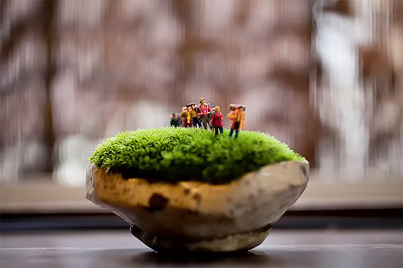 苔豆盆栽