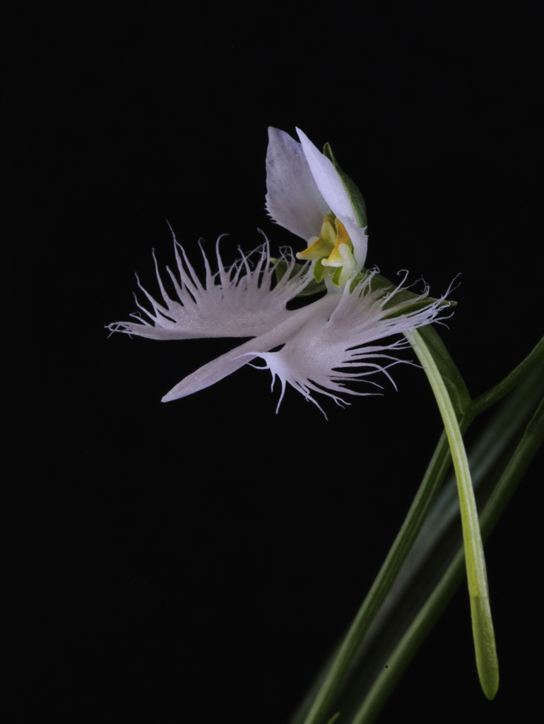 サギ草