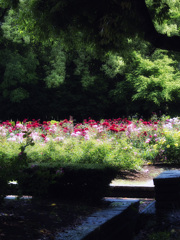薔薇園
