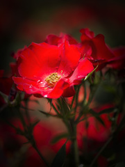 Rose3