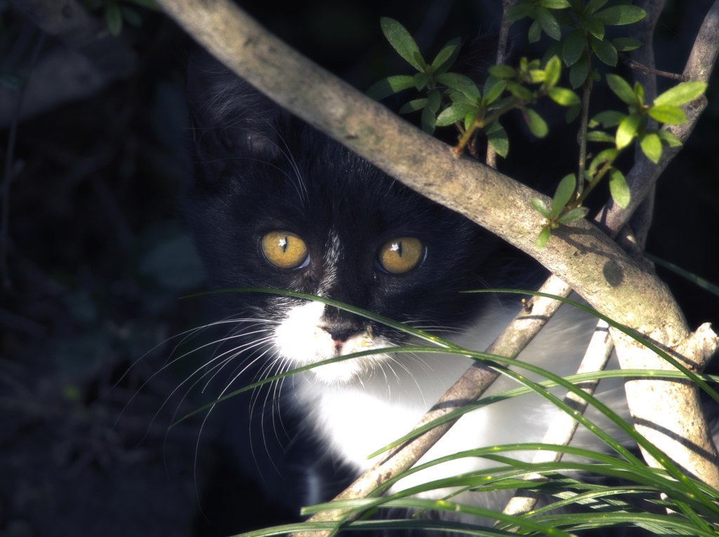 龍泉寺猫