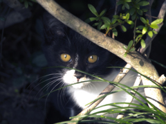龍泉寺猫
