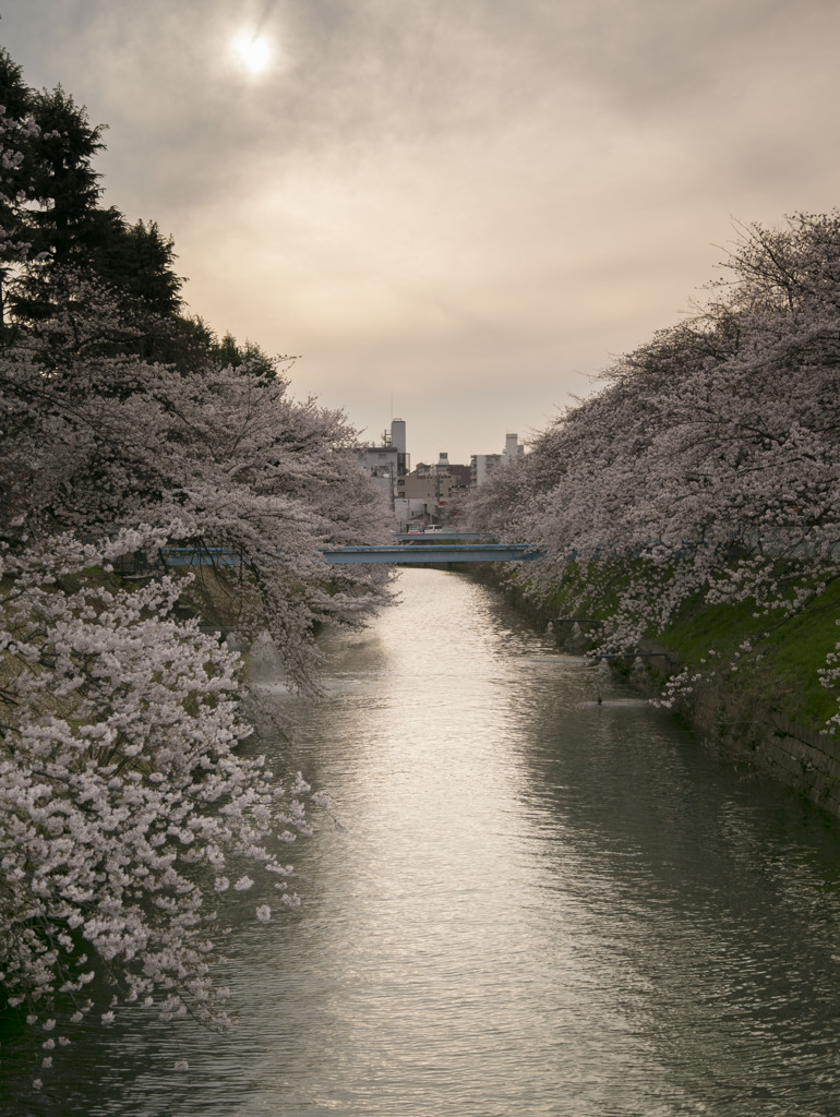 堀川の桜Ⅱ