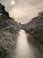 堀川の桜Ⅱ
