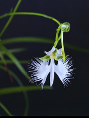 サギ草