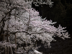 淡墨桜の変